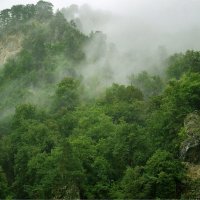 Туман в горах :: Ольга Протасова