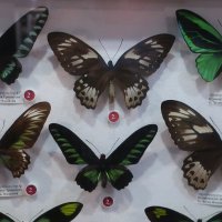 Семейство Парусники (Papilionidae) :: Gen Vel