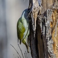 Седой дятел. :: Виктор Иванович Чернюк