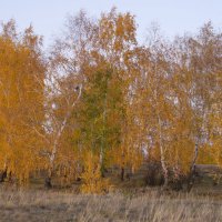 Осень,березовый колок. :: сергей 