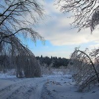 Под тяжестью мокрого снега :: Людмила Смородинская