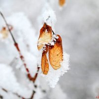 Клён ты мой опавший, клён заледенелый.. :: Андрей Заломленков (настоящий) 