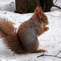 Бдительность не помешает - или я всё вижу! :: Милешкин Владимир Алексеевич 