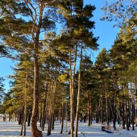 Зимний лес рядом с городской застройкой :: Нина Колгатина 