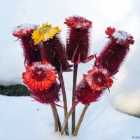 Про цветы зимы.. :: Андрей Заломленков (настоящий) 