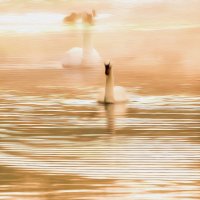 Лебеди в дымке :: Alexander Andronik