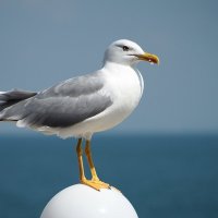 Серебристая чайка на морском ветру :: wea *