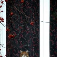 Кот в окне :: Надежда 