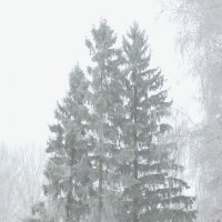 Три подружки в тумане :: Raduzka (Надежда Веркина)