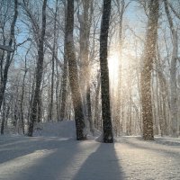 Встряхнулся лес от зимней спячки.. :: Андрей Заломленков (настоящий) 