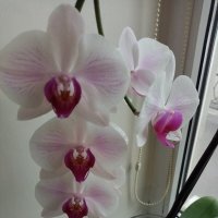 Орхидея :: Татьяна Р 