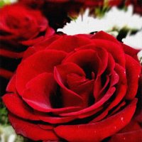 Букет роз зимой -самый лучший подарок :: tatyana 