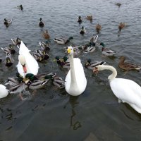 Лебеди на озере :: BoxerMak Mak