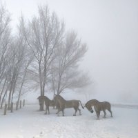 Вот и нашлись лошади в тумане... :: Динара Каймиденова