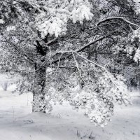 Зима :: Татьяна Семенова