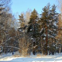 Смешанный лес . Зима . Февраль . :: Мила Бовкун