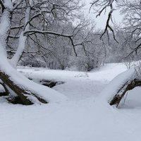 Зимний парк. :: Милешкин Владимир Алексеевич 