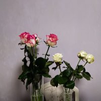 Розы :: Ольга Протасова