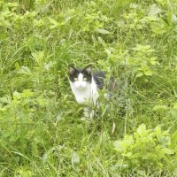 Кот в высокой траве..... :: Алёна Савина
