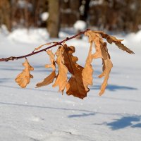 Зарисовки февраля.. :: Андрей Заломленков (настоящий) 