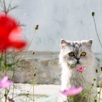 Монастырский кот :: Марина Мамаева