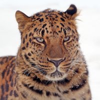 леопард :: Михаил Бибичков