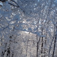 Зимний сад, зимним сном деревья спят :: Павел Петров