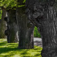 деревья Летнего сада :: Сергей Лындин