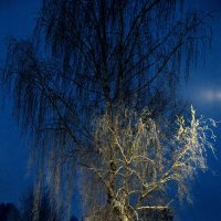Тихими зимними вечерами :: Vlaimir 