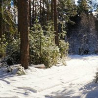 Тёплый февраль (репортаж из поездок по области). :: Милешкин Владимир Алексеевич 