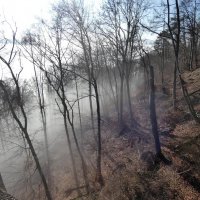 Лес, туман и солнце :: Heinz Thorns