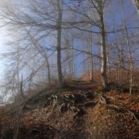 Лес и гора :: Heinz Thorns