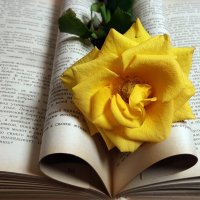 Про желтые розы :: Наталья (D.Nat@lia)