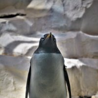 Пингвин :: Константин Анисимов