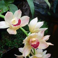 Орхидея :: Лидия Бусурина