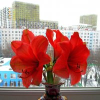 Цветы на подоконнике. :: Ольга Довженко