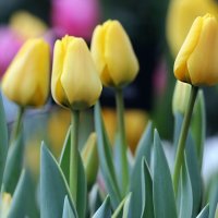 Желтые тюльпаны :: ZNatasha -