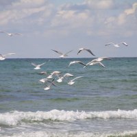 Море и чайки :: Валентина 