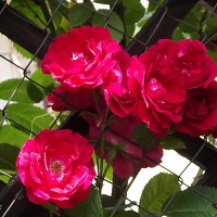 Плетистые розы :: Freddy 97