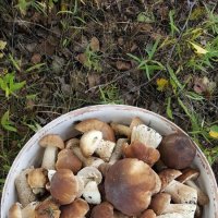 . Белые грибы боровики в Смоленске :: Ирина Федотикова