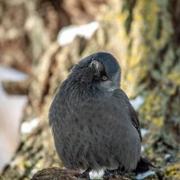 Серая Галка Удивленна :: Александр Леонов