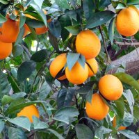 Апельсины на дереве. :: Валерьян Запорожченко