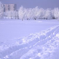 Морозный день. :: Александр Дмитриев