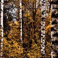 идеальный лес :: Дмитрий Потапов