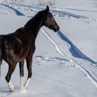 Зимний выгул. :: Виктор Евстратов