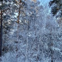 Зимний лес :: Нина Колгатина 