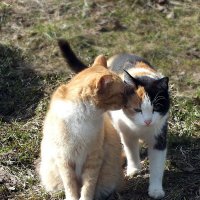 С днём кошек  ! :: Зоя Мишина