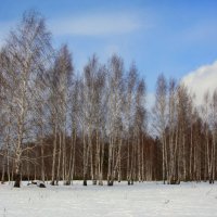 Март в  березовом лесу :: Нэля Лысенко