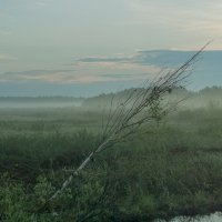 Утро на болоте :: Дмитрий Костоусов