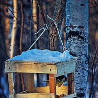 Февраль..Синичкина кормушка в тайге! :: Владимир 